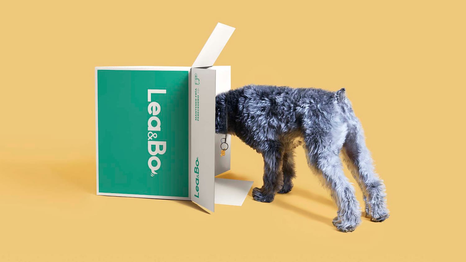 perro-asomado-en-caja-leabo